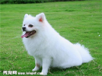 怎麼樣對博美犬進行訓練自由跟誰？