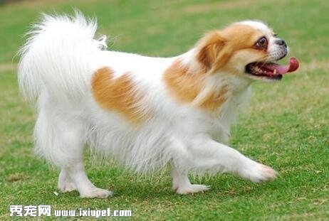 蝴蝶犬訓練