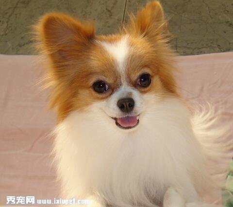 蝴蝶犬怎麼訓練上廁所