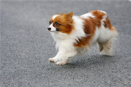 蝴蝶犬多大訓練