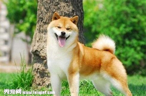 柴犬怎麼訓練？訓練時要注意什麼事項？