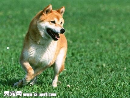 訓練小柴犬的方法