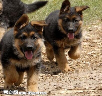 德國牧羊犬訓練教程