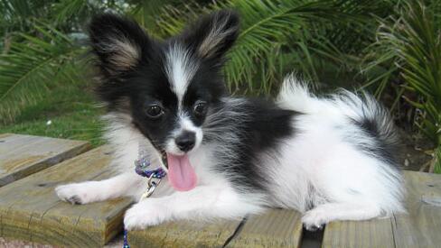 蝴蝶犬訓練方法