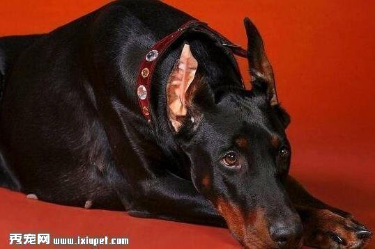 訓練杜賓犬叫喚