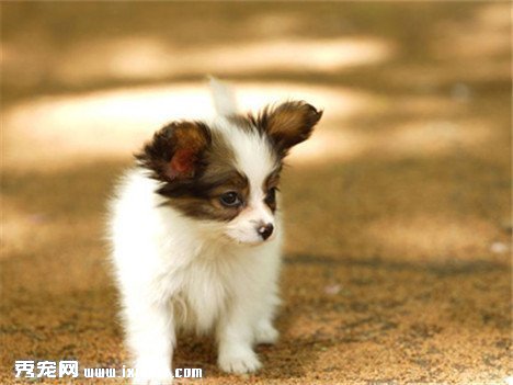 如何訓練蝴蝶犬？訓練蝴蝶犬的方式有哪些？