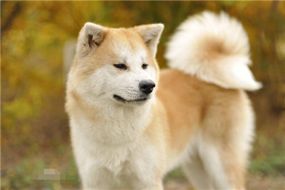 如何訓練小秋田犬大小便？訓練其大小便該注意什麼？