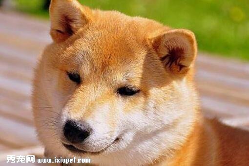 秋田犬好訓練嗎