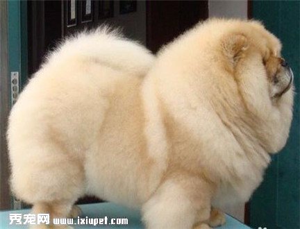 松獅犬怎麼訓練握手
