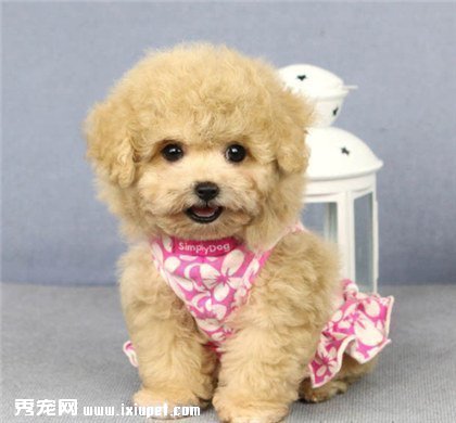 如何訓練貴賓犬不隨意咬東西？訓練貴賓犬需要注意什麼事項？