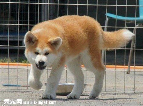 怎樣訓練秋田犬