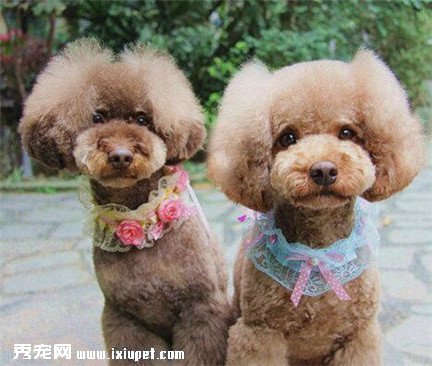 如何訓練貴賓犬大小便