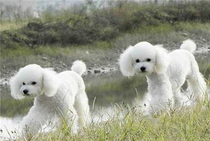 如何訓練貴賓犬大小便