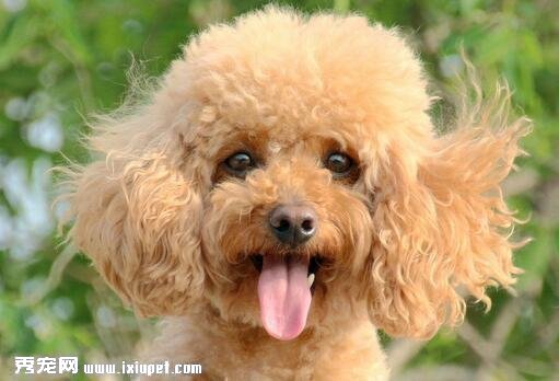 貴賓犬訓練的方法有哪些？貴賓犬訓練需注意什麼？			