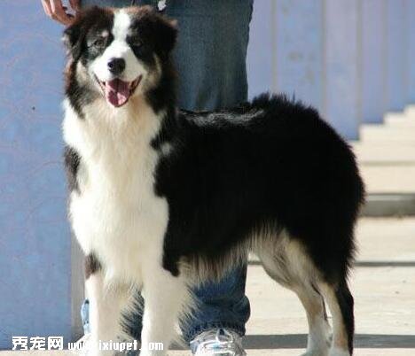 邊境牧羊犬訓練