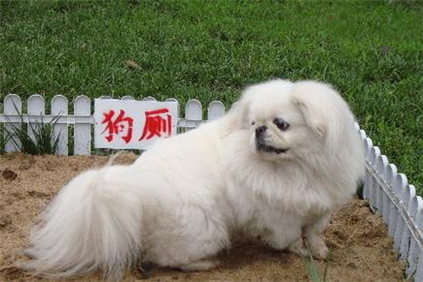 怎麼訓練狗狗大小便