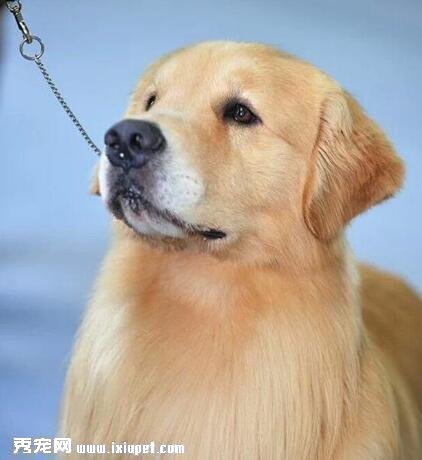 金毛犬