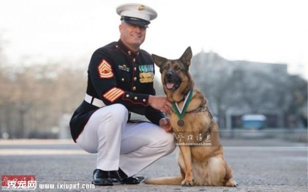 資料圖：擁有赫赫軍功的軍犬。