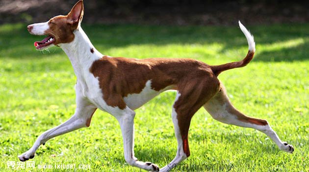 伊比沙獵犬圖片欣賞2