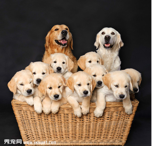面對狗狗的恐懼心理愛撫成關鍵