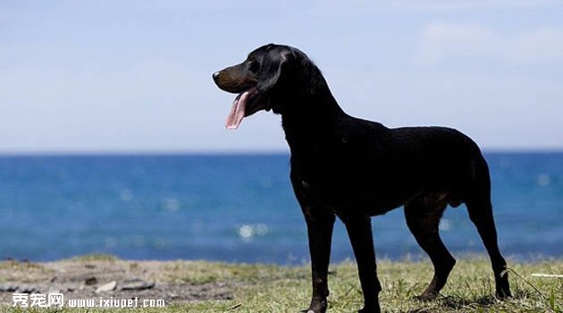 蒙特內哥羅山獵犬特征