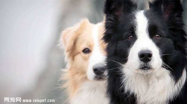 邊境牧羊犬圖片欣賞6
