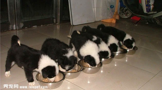邊境牧羊犬圖片欣賞1