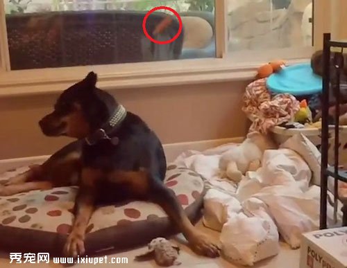 羅威納犬漏接丟食物訓練引寵友辯論