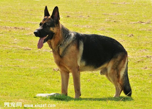 【德國牧羊犬訓練】德國牧羊犬出生2周到7個月之間該如何訓練？