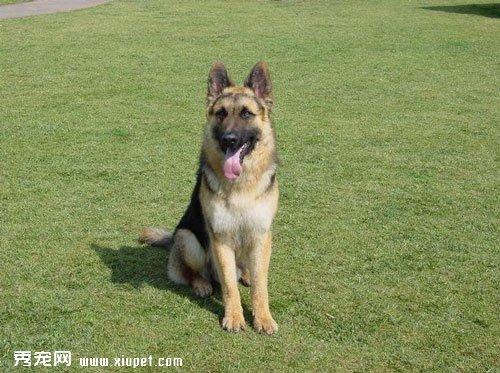 【德國牧羊犬訓練】如何訓練德國牧羊犬的坐和臥？
