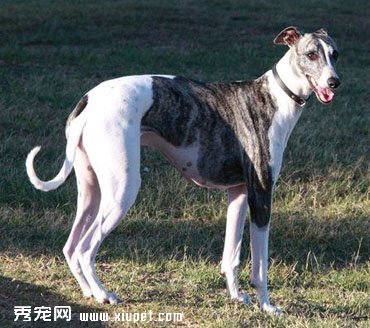 【格力犬】靈缇犬該如何訓練