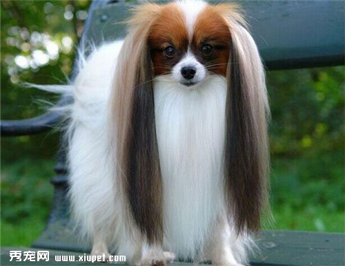 蝴蝶犬到處亂拉怎麼辦？訓練蝴蝶犬上廁所的方法