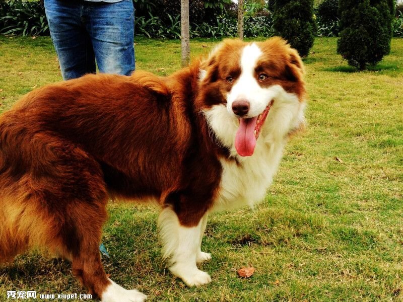 邊牧好訓練嗎？訓練邊境牧羊犬上廁所的方法