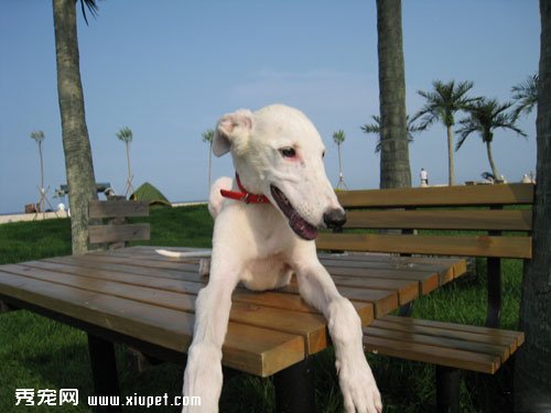 為了保持靈缇犬的奔跑速度需要給靈缇犬做什麼訓練？