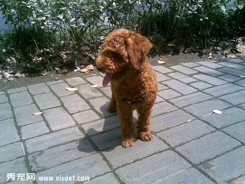 給貴賓犬訓練的時候可以適當的強迫和控制