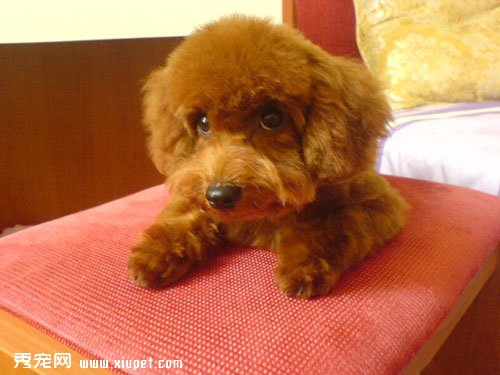 為了讓貴賓犬乖巧可人該如何訓練？