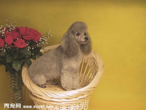 貴賓犬不亂吠不亂奔訓練