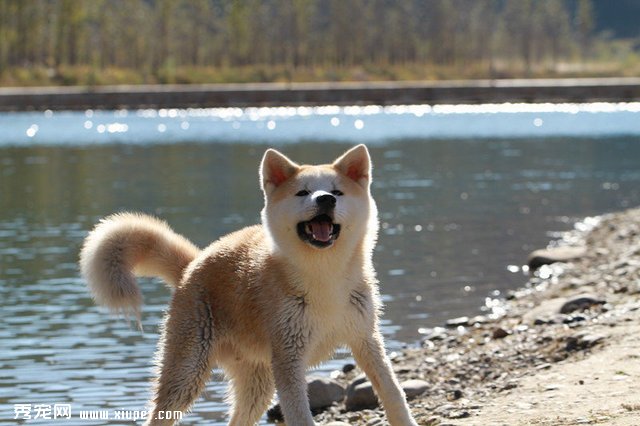 訓練秋田犬看家和禮貌習法