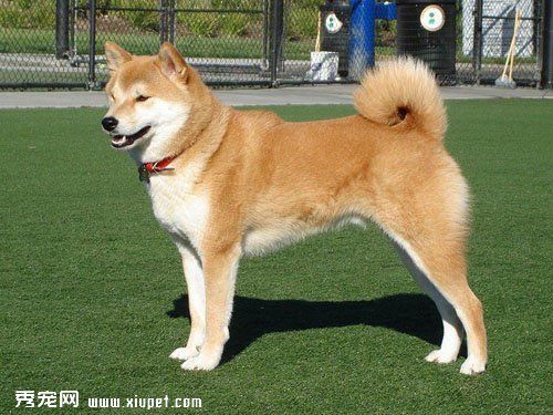 從秋田犬的動作觀察其心理特征能更好訓練