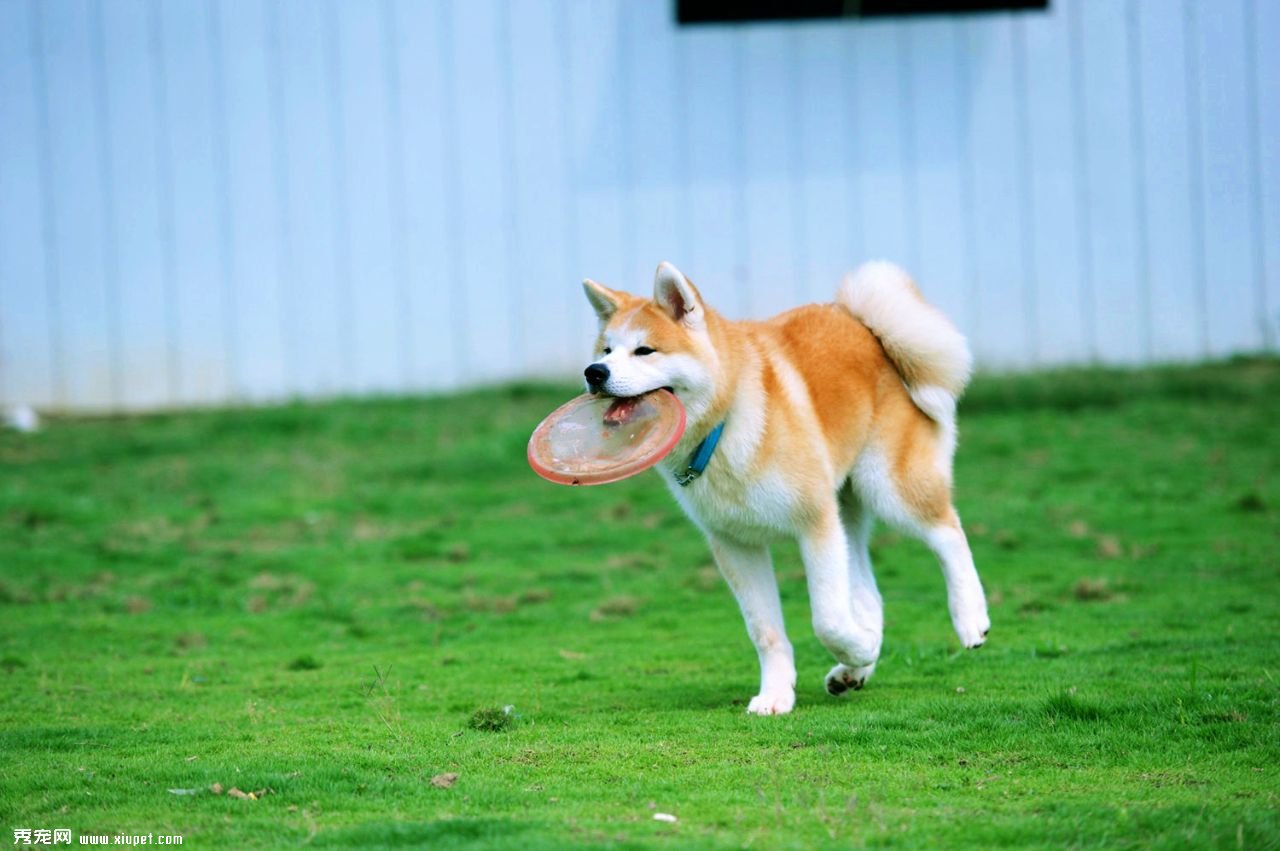 怎樣訓練秋田犬坐下別動的方法