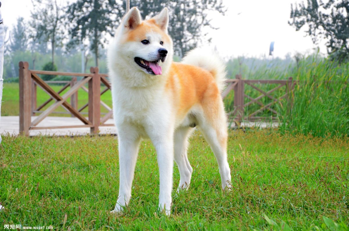如何訓練秋田犬的服從性