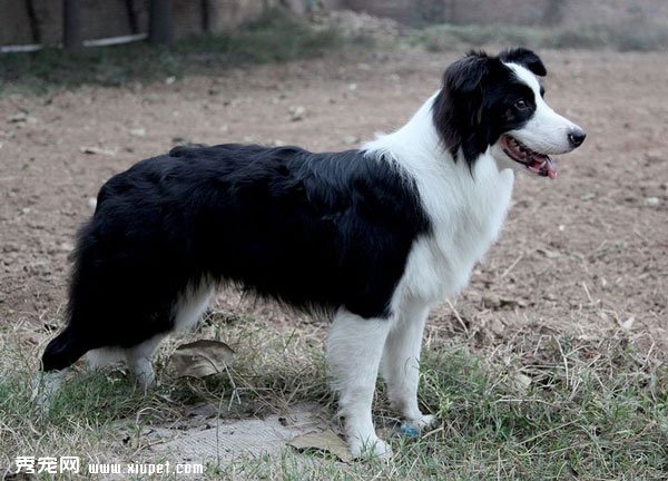 訓練邊境牧羊犬跳躍的方法