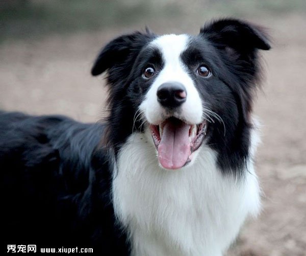 如何訓練邊境牧羊犬不亂咬東西？