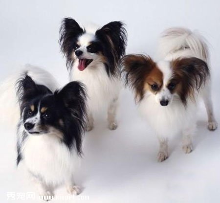 合理的訓練方法能培養出聽話的蝴蝶犬