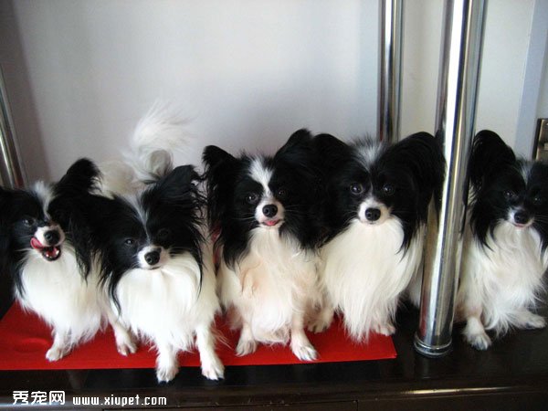 怎樣把蝴蝶犬訓練成一個有教養的蝴蝶犬？