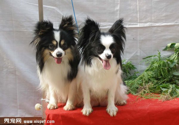 什麼時候訓練蝴蝶犬最好？