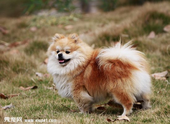 博美服從性訓練 讓博美犬聽話的方法