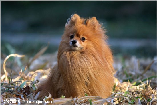 博美犬亂叫怎麼辦？訓練博美犬亂叫的方法