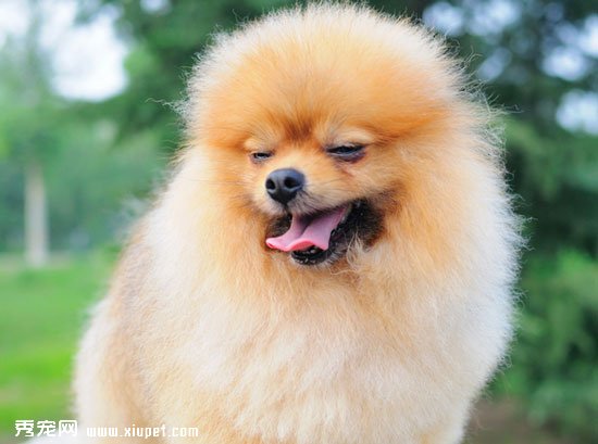 博美犬日常基本訓練科目