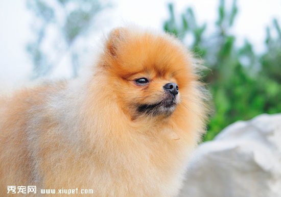 博美犬好訓練嗎？博美跳躍訓練的方法